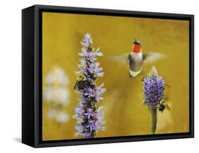 Breakfast with the Bees Hummingbird-Jai Johnson-Framed Stretched Canvas