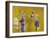 Breakfast with the Bees Hummingbird-Jai Johnson-Framed Giclee Print