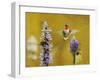 Breakfast with the Bees Hummingbird-Jai Johnson-Framed Giclee Print