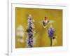 Breakfast with the Bees Hummingbird-Jai Johnson-Framed Giclee Print