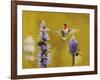 Breakfast with the Bees Hummingbird-Jai Johnson-Framed Giclee Print