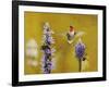 Breakfast with the Bees Hummingbird-Jai Johnson-Framed Giclee Print