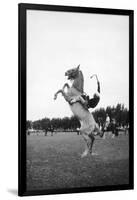 Breaking in a Pony-Mario de Biasi-Framed Giclee Print