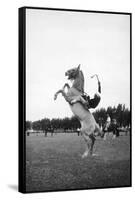 Breaking in a Pony-Mario de Biasi-Framed Stretched Canvas