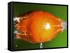 Breaking Tangerine-Alan Sailer-Framed Stretched Canvas