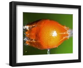 Breaking Tangerine-Alan Sailer-Framed Photographic Print