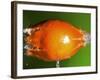 Breaking Tangerine-Alan Sailer-Framed Photographic Print