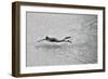 Breaking the Net-C.S.Tjandra-Framed Photographic Print