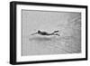 Breaking the Net-C.S.Tjandra-Framed Photographic Print