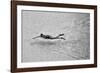 Breaking the Net-C.S.Tjandra-Framed Photographic Print