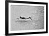 Breaking the Net-C.S.Tjandra-Framed Photographic Print