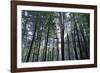 Breaking Through-Wild Wonders of Europe-Framed Giclee Print