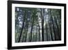 Breaking Through-Wild Wonders of Europe-Framed Giclee Print