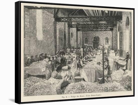 Breaking up Flowers in a Perfume Factory (Bruno- Court)At Grasse France-null-Framed Stretched Canvas