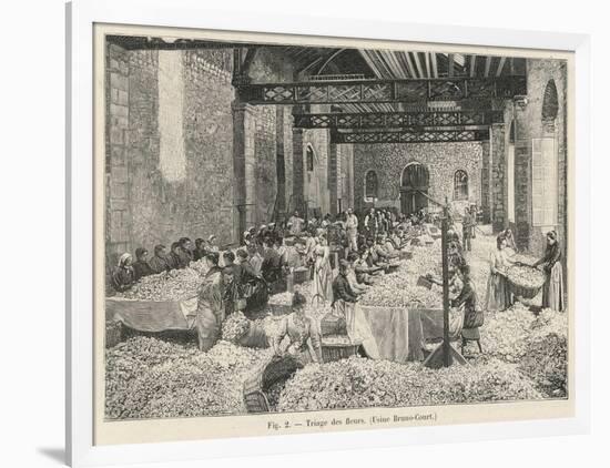 Breaking up Flowers in a Perfume Factory (Bruno- Court)At Grasse France-null-Framed Art Print