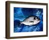 Bream, Fish, on Canvas-jocasta shakespeare-Framed Giclee Print