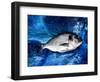 Bream, Fish, on Canvas-jocasta shakespeare-Framed Giclee Print