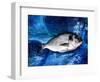 Bream, Fish, on Canvas-jocasta shakespeare-Framed Giclee Print