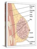 Breast Anatomy, Artwork-Peter Gardiner-Stretched Canvas