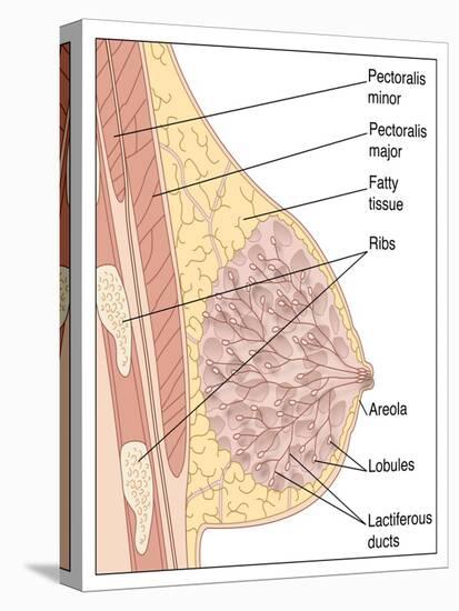 Breast Anatomy, Artwork-Peter Gardiner-Stretched Canvas