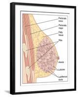 Breast Anatomy, Artwork-Peter Gardiner-Framed Photographic Print