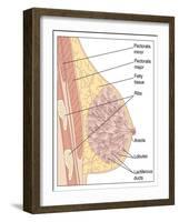 Breast Anatomy, Artwork-Peter Gardiner-Framed Photographic Print