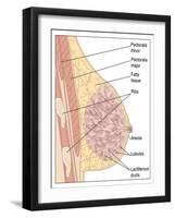 Breast Anatomy, Artwork-Peter Gardiner-Framed Photographic Print