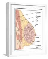 Breast Anatomy, Artwork-Peter Gardiner-Framed Photographic Print