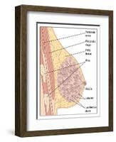 Breast Anatomy, Artwork-Peter Gardiner-Framed Photographic Print