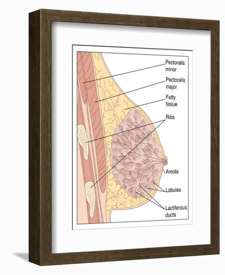 Breast Anatomy, Artwork-Peter Gardiner-Framed Photographic Print