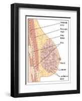 Breast Anatomy, Artwork-Peter Gardiner-Framed Photographic Print