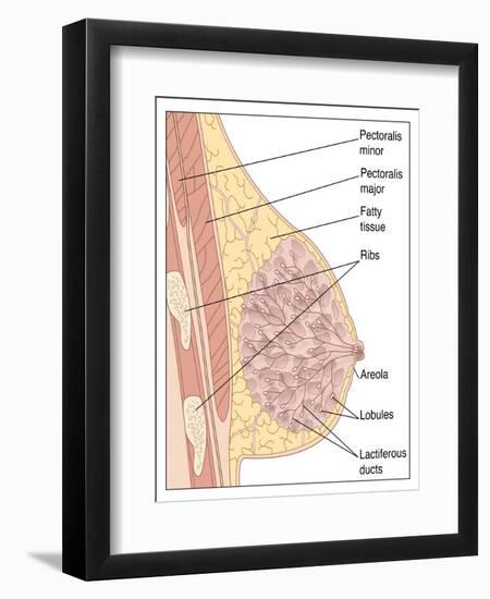 Breast Anatomy, Artwork-Peter Gardiner-Framed Photographic Print