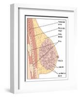 Breast Anatomy, Artwork-Peter Gardiner-Framed Photographic Print