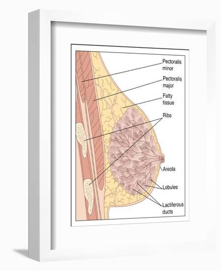 Breast Anatomy, Artwork-Peter Gardiner-Framed Photographic Print