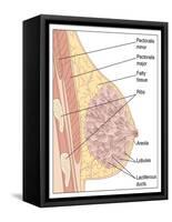 Breast Anatomy, Artwork-Peter Gardiner-Framed Stretched Canvas