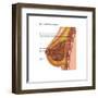 Breast Anatomy, Illustration-Gwen Shockey-Framed Art Print