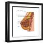 Breast Anatomy, Illustration-Gwen Shockey-Framed Art Print