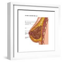 Breast Anatomy, Illustration-Gwen Shockey-Framed Art Print