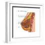Breast Anatomy, Illustration-Gwen Shockey-Framed Art Print