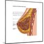 Breast Anatomy, Illustration-Gwen Shockey-Mounted Art Print