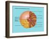 Breast Anatomy, Illustration-Gwen Shockey-Framed Giclee Print