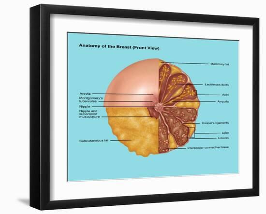 Breast Anatomy, Illustration-Gwen Shockey-Framed Giclee Print