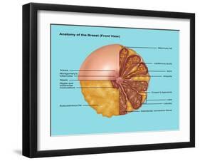 Breast Anatomy, Illustration-Gwen Shockey-Framed Giclee Print