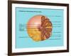 Breast Anatomy, Illustration-Gwen Shockey-Framed Giclee Print