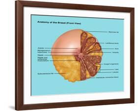 Breast Anatomy, Illustration-Gwen Shockey-Framed Giclee Print