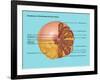 Breast Anatomy, Illustration-Gwen Shockey-Framed Giclee Print