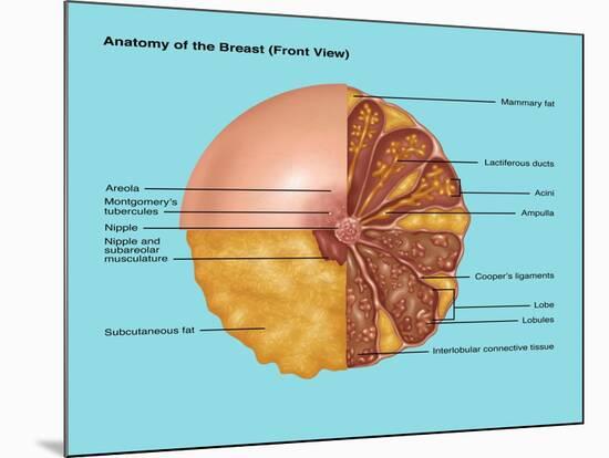 Breast Anatomy, Illustration-Gwen Shockey-Mounted Giclee Print