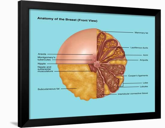 Breast Anatomy, Illustration-Gwen Shockey-Framed Giclee Print