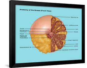 Breast Anatomy, Illustration-Gwen Shockey-Framed Giclee Print