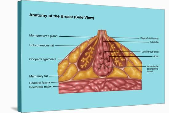 Breast Anatomy, Illustration-Gwen Shockey-Stretched Canvas